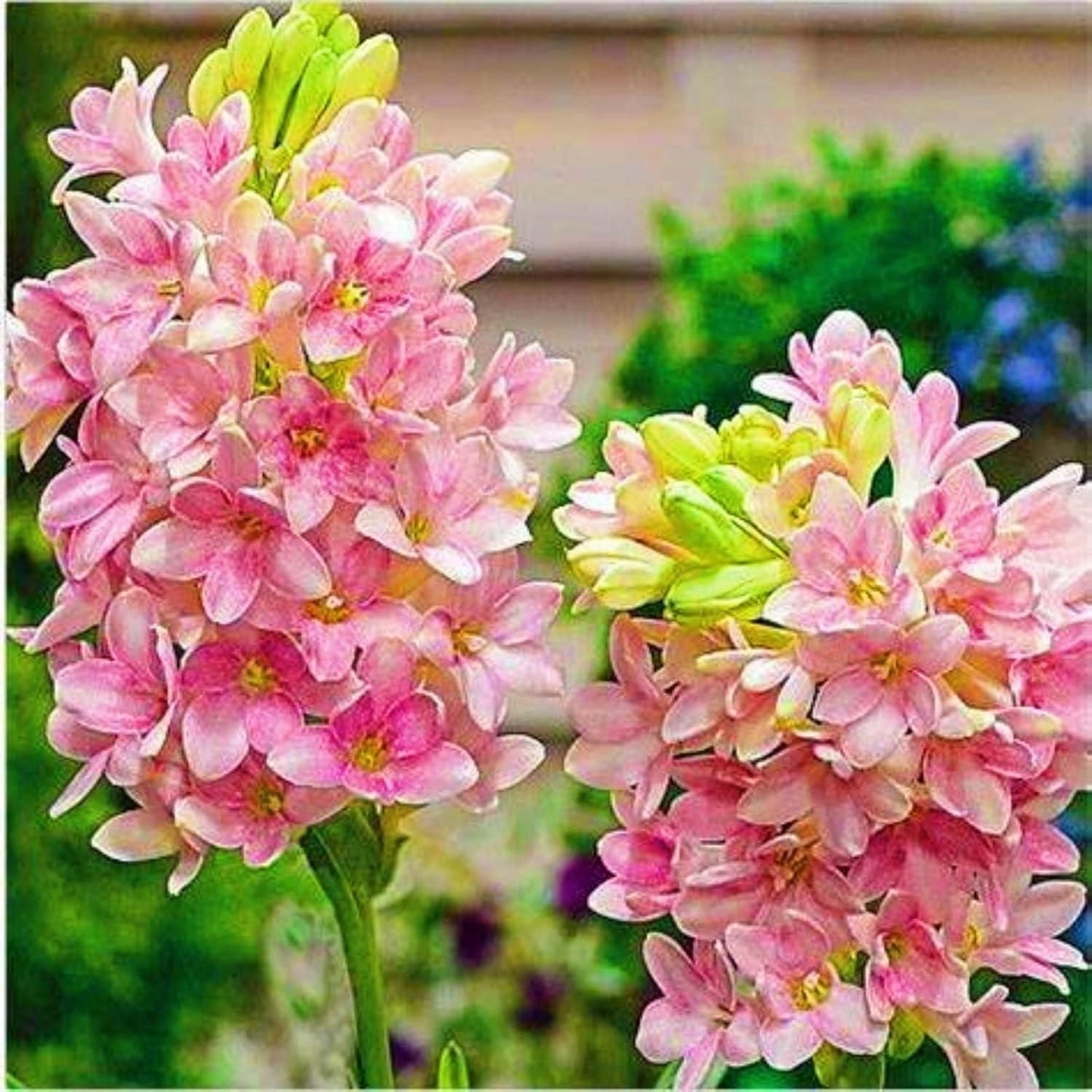 Afflorance Tuberose Bulbs (Buy 1 Get 1 Free)