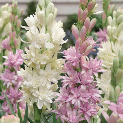 Afflorance Tuberose Bulbs (Buy 1 Get 1 Free)