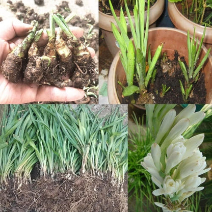 Afflorance Tuberose Bulbs (Buy 1 Get 1 Free)